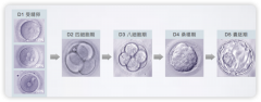 试管移植后，胚胎被排斥了?!怎么办?