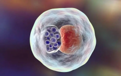 为啥取卵后第6天不适合囊胚移植？聊聊腹水和肚子痛对移植的小干扰