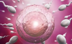 评估试管胚胎：质量、等级及3胚、6 胚意义全析