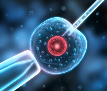 上海试管： 男孩女孩你想生哪个？ 这里都能满足你！