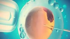 试管移植第二天后，为什么胚胎会分裂？成功率和注意事项