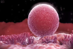 做试管要监测排卵不？为何监测排卵不可或缺！