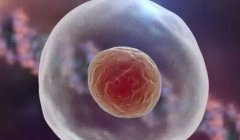 试管如何3个月养出高质量好卵子？这些方法赶紧收藏