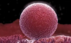 试管取卵手术时间表：从拮抗剂方案到手术日的全程规划