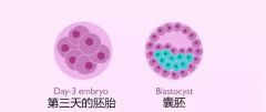 囊胚移植十多天还是没测到，建议赶紧和医生联系！