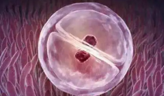 试管内膜薄调理指南：4大策略，助你圆梦好孕！