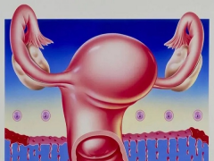 什么是试管人工周期移植？需要花多少钱？