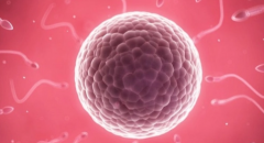 揭秘试管成功秘诀：卵泡质量远超数量，取卵精准是关键