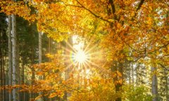 冷冻胚胎移植成功率高吗?受哪些因素影响?