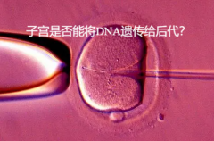 试管的秘密：子宫是否能将DNA遗传给后代？