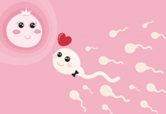 供卵试管婴儿合法吗?一文穿透供卵试管规定