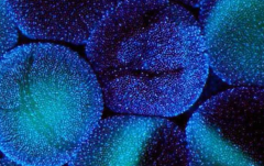 ‌试管成功着床后，红枣是福还是祸？必看饮食指南六大要点