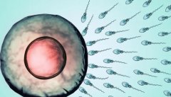 3天4细胞2级别试管移植可行性探析：医生专业分析助你明智决策
