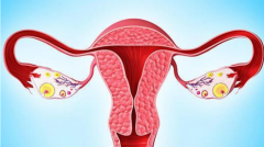 双角子宫女性也能试管成功？两大关键条件助你圆梦！