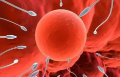 试管移植选几个胚胎好?看完本文秒懂!