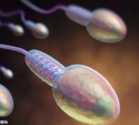 ‌囊胚移植全攻略：必知的移植前条件与准备事项