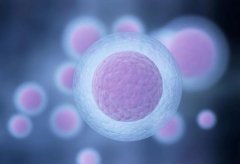 孕囊大小有讲究！试管移植28天后，这个范围才算正常‌