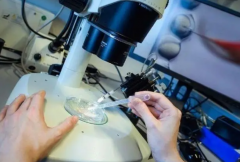 试管养囊价格分享，看完对你帮助大