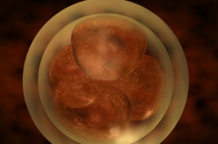 试管胚胎7C2.5表示发育较好，选择移植成功率高