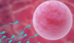 <b>揭秘！囊胚移植次日：着床成败的黄金24小时</b>