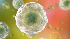 移植冻胚为什么会形成空囊？怎么降低空囊风险？