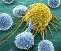 7细胞胚胎移植成功的不少，但提升质量是关键