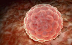 3bb囊胚可以用于做试管，成功率并不低！