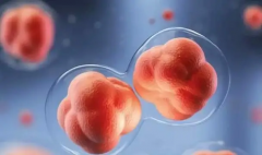 子宫内膜正常的女性，移植鲜胚是一个推荐选项！