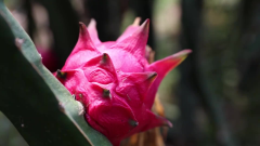 移植后吃点火龙果益处多，医生提醒要适量