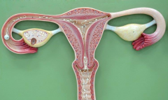 内膜厚度超14mm好不好？移植鲜胚能行吗？