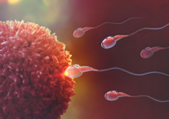 东莞供卵试管能否包生'男'孩？包生'男'孩得花多少钱？