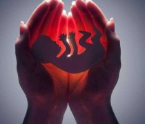 试管周期里，养宠物真的会影响成功率吗？
