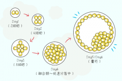 试管全流程揭秘：最佳周期3-6个月，成功率与注意事项大汇总！