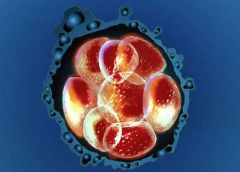 做试管没有胚胎怎么办？分享正确应对措施