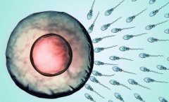 揭秘冻胚复苏养囊：成功率究竟有多高？