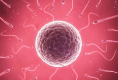 2024泰国试管机构大排名，未婚女性选机构不踩坑秘籍！