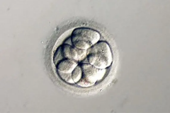 鲜胚和冻胚哪个好？两种各有优势