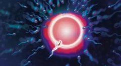 揭秘：为何医生多建议试管先移植鲜胚