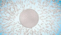 柬埔寨冻卵攻略，一文读懂全部问题！