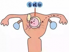 移植后胚胎未能成功着床，会有哪些明显的身体反应或症状出现？全面