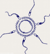 泰国三代试管费用全解析：明细账目公开透明，助你科学规划，轻松应