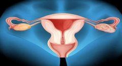 【孕育希望】纵隔子宫患者如何成功怀孕？专家解读治疗新途径