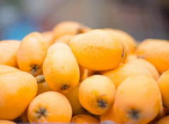 试管移植后能吃枇杷吗？可以吃但是不要过量