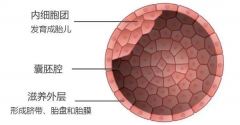 详解囊胚形态，每一层对胚胎发育都很重要！