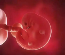 冻胚移植后，吃黄豆会对胚胎着床产生影响吗？专家解答：适量食用其