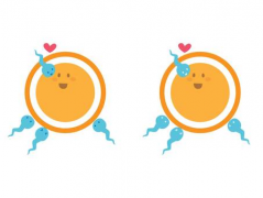 试管序贯移植的具体操作步骤是什么？全面解析试管的这一关键环节