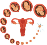 在邢台三院进行试管治疗，具体的费用都由哪些部分组成呢？