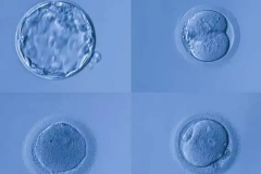 5bc囊胚值得选择吗？移植成功率是不是很低？