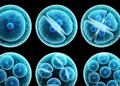 鲜胚和冻胚有什么区别？分别适合哪些人群移植？