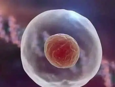 什么是试管两步移植法？怎么提高移植成功率？